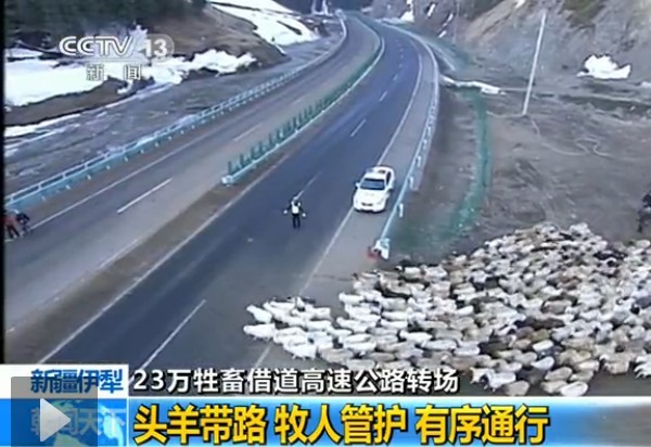 新疆伊犁40万头牛羊“借道”高速公路转场